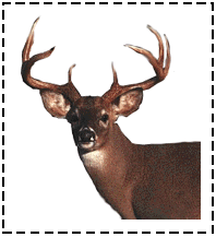 http://www.kchall.com/bbcontest/deer.gif